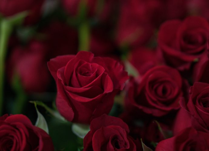 Valentine's Red Roses