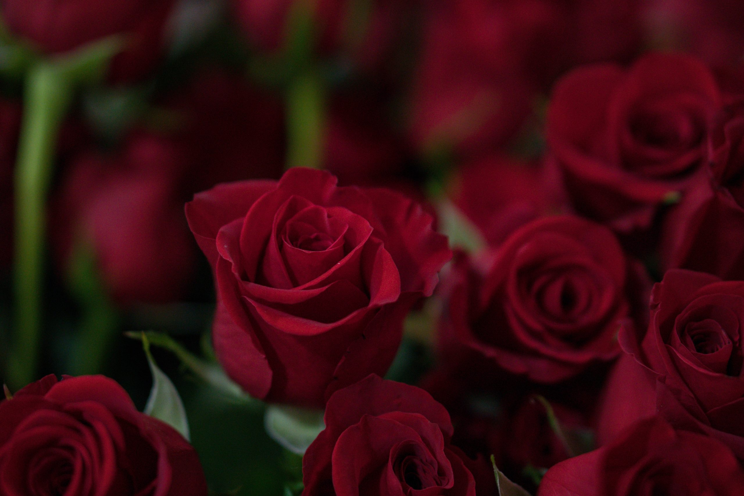 Valentine's Red Roses