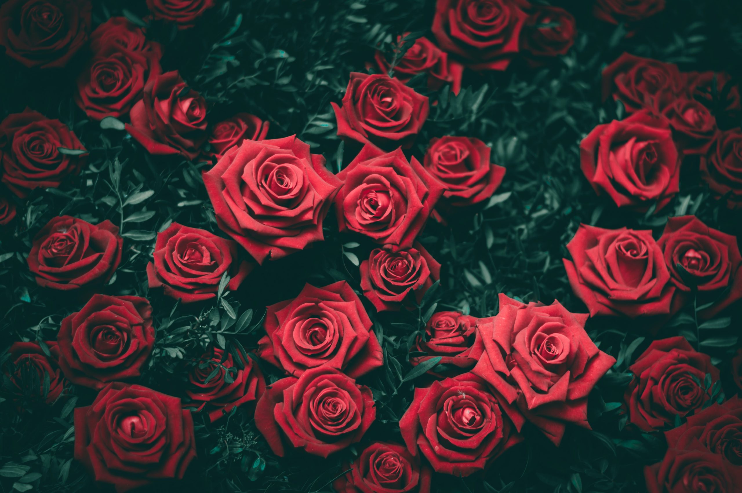 Valentine’s day flower
