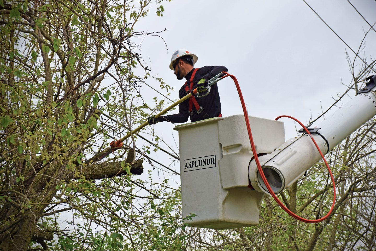 Tree Trimming Services Sydney