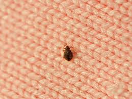 How long can bed bugs live without Food?