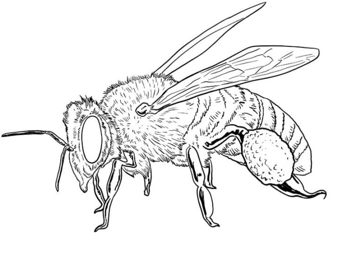 Draw A Bee