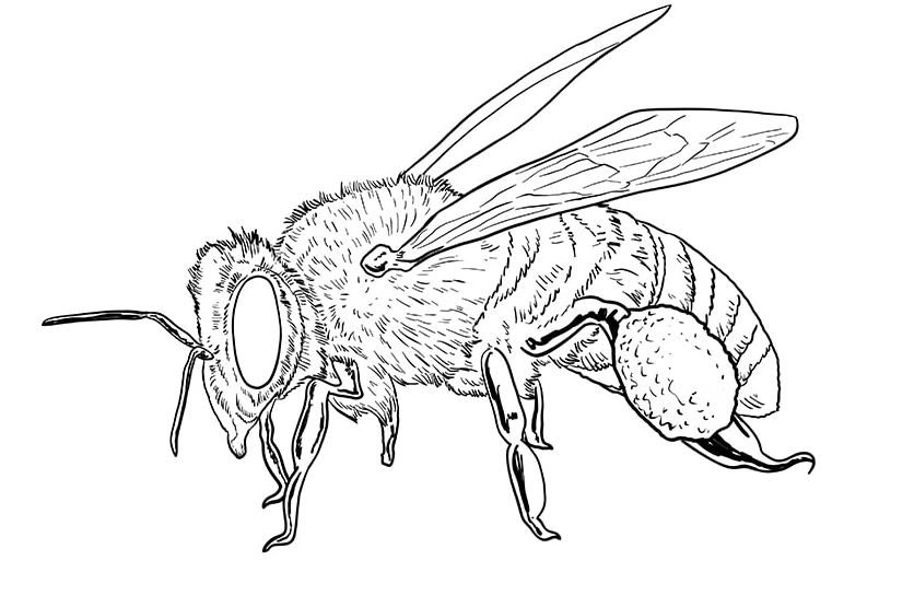 Draw A Bee