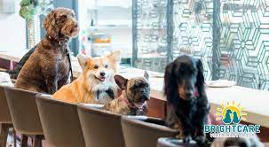 dog friendly restaurants near me