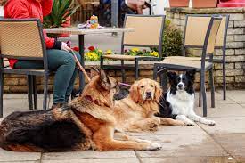 Why Is There Such A Need For Dog Friendly Restaurants?